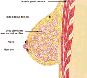 beaux seins après 50 ans : anatomie du sein